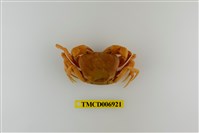 藏品(南澳澤蟹)的圖片